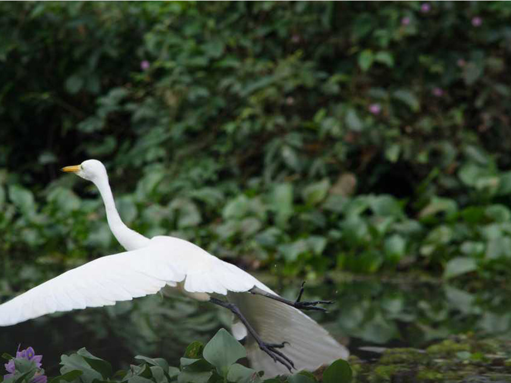 Tholpetty Wildlife Sanctuary